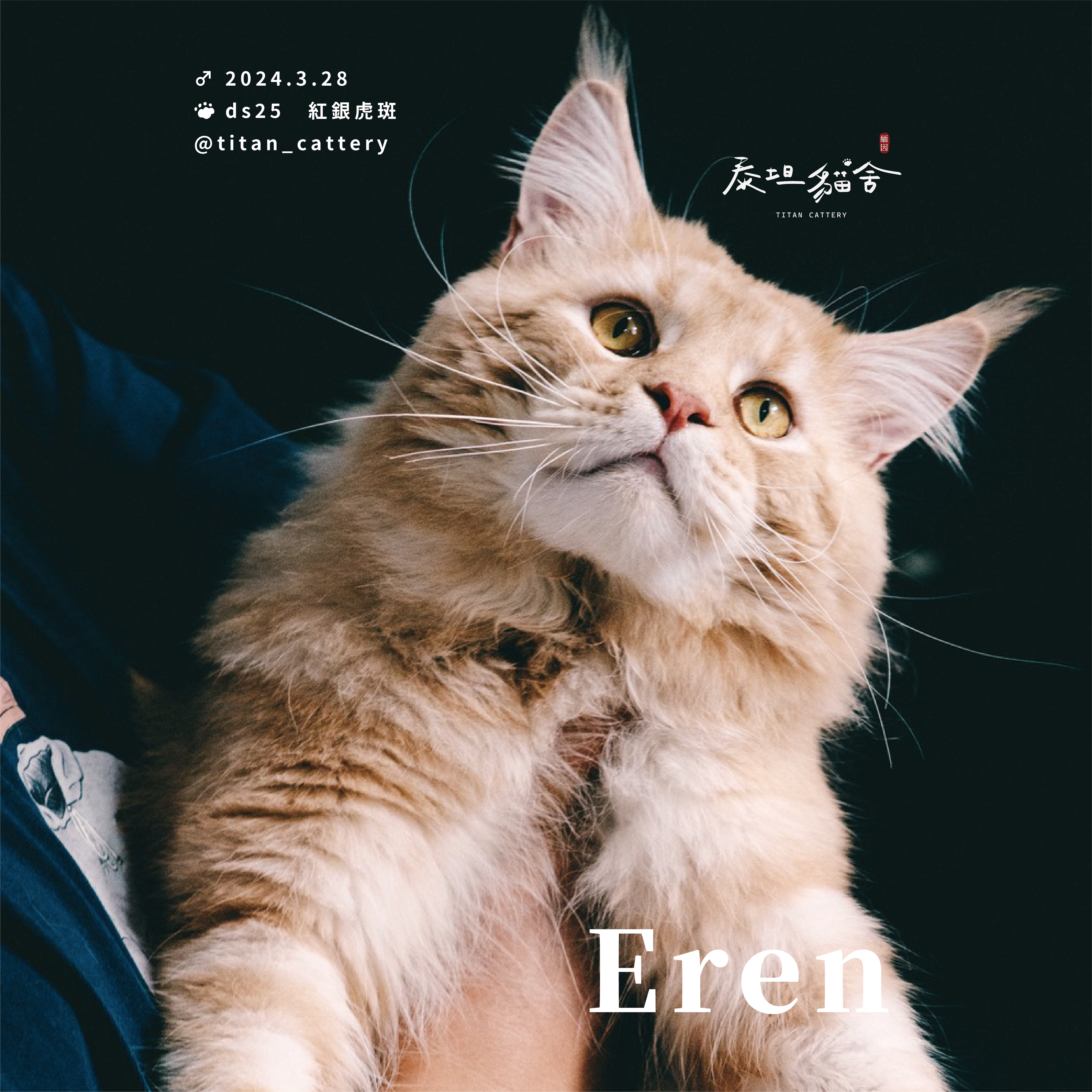 緬因貓種公 Eren ds25 紅銀麻紋虎斑