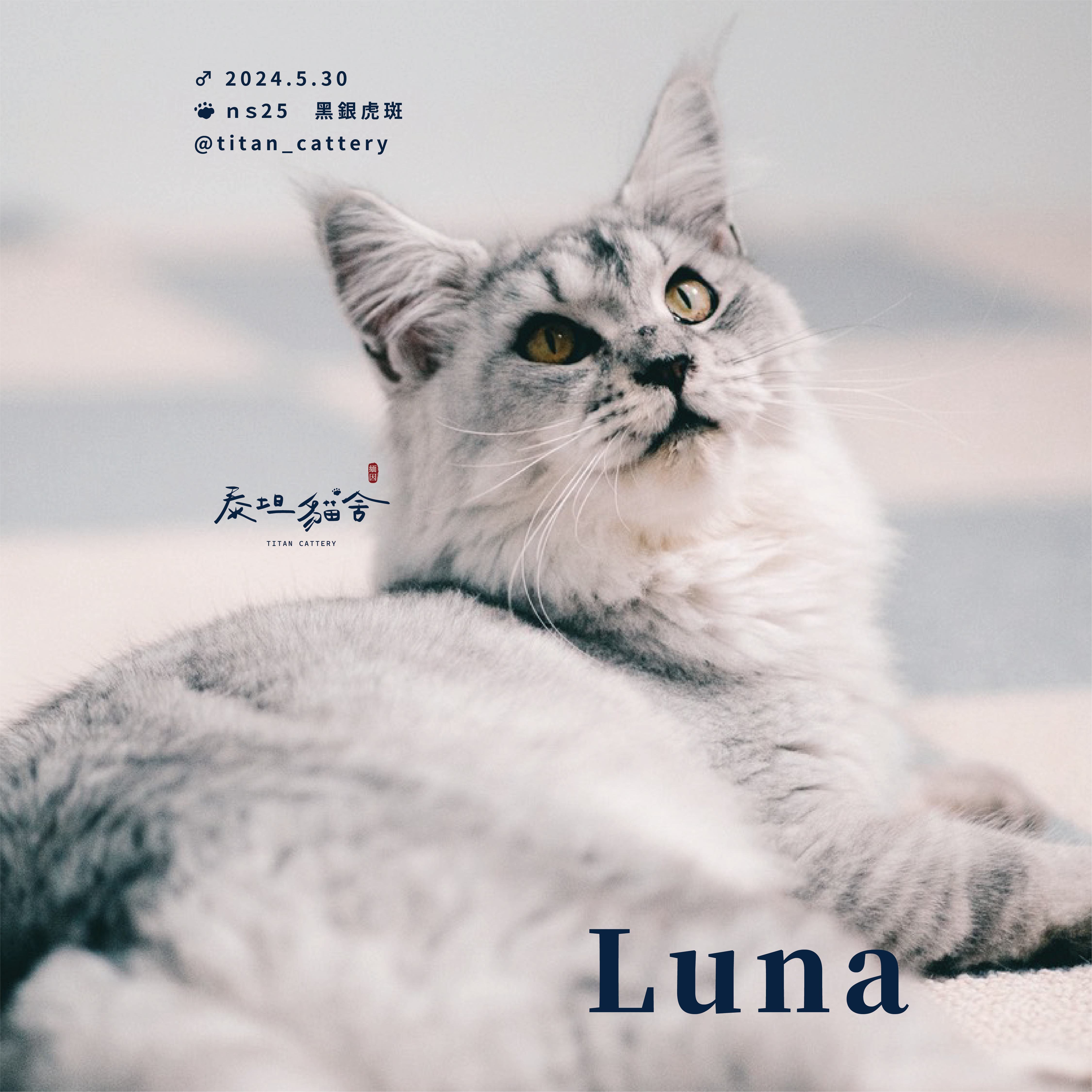 緬因貓種母 Luna