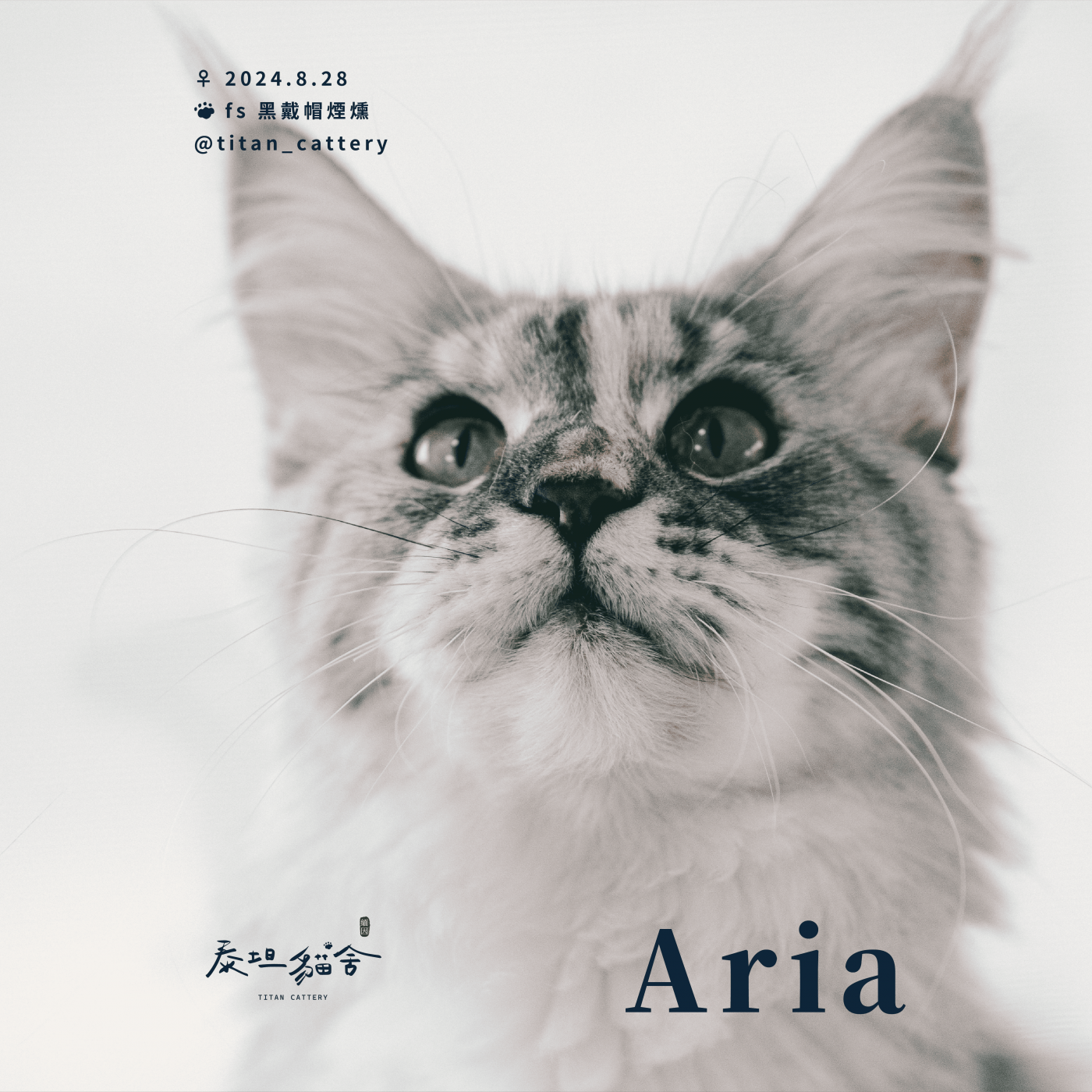 緬因貓種母 Aria