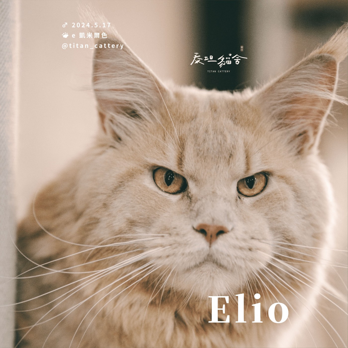 緬因貓種公 Elio