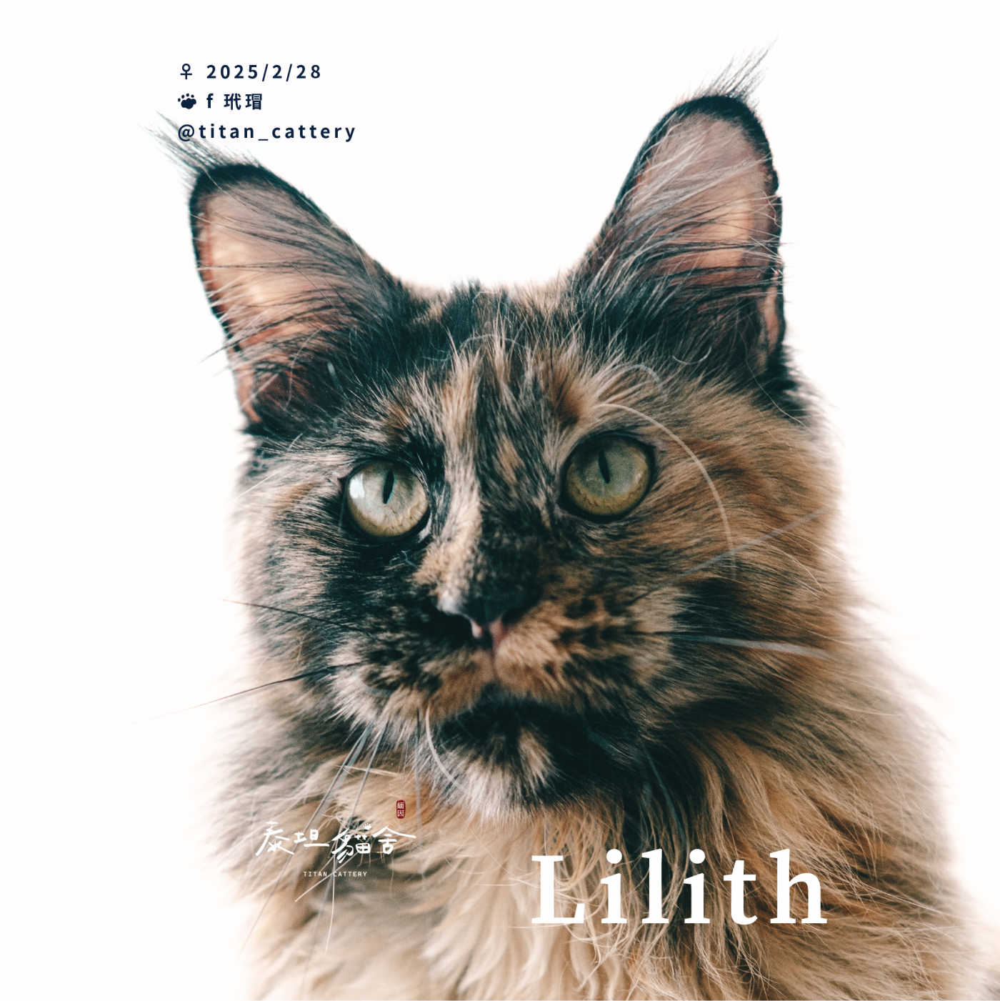 緬因貓種母 Lilith f 玳瑁