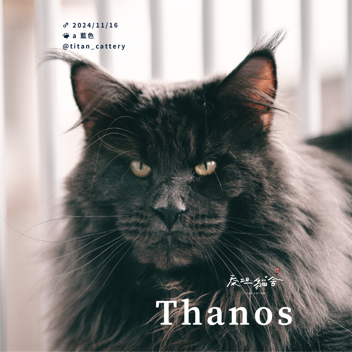 緬因貓種公 Thanos a 藍色