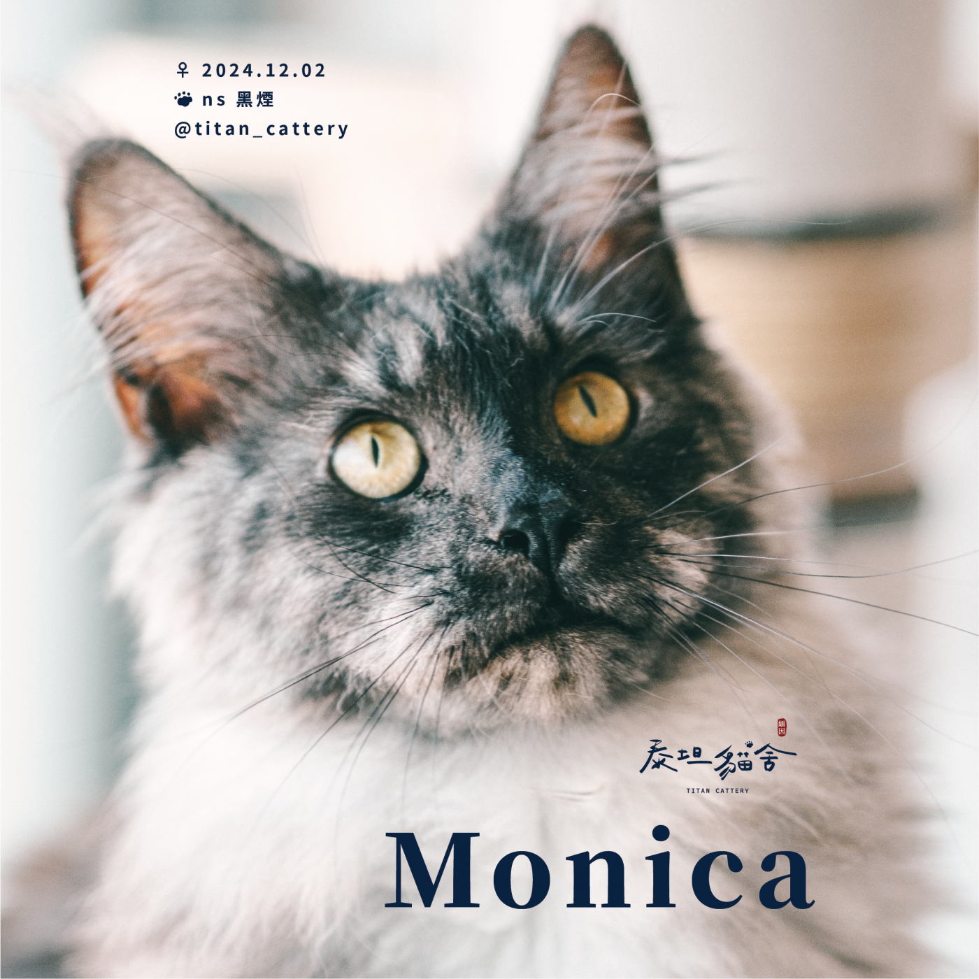 緬因貓種母 Monica ns 黑煙