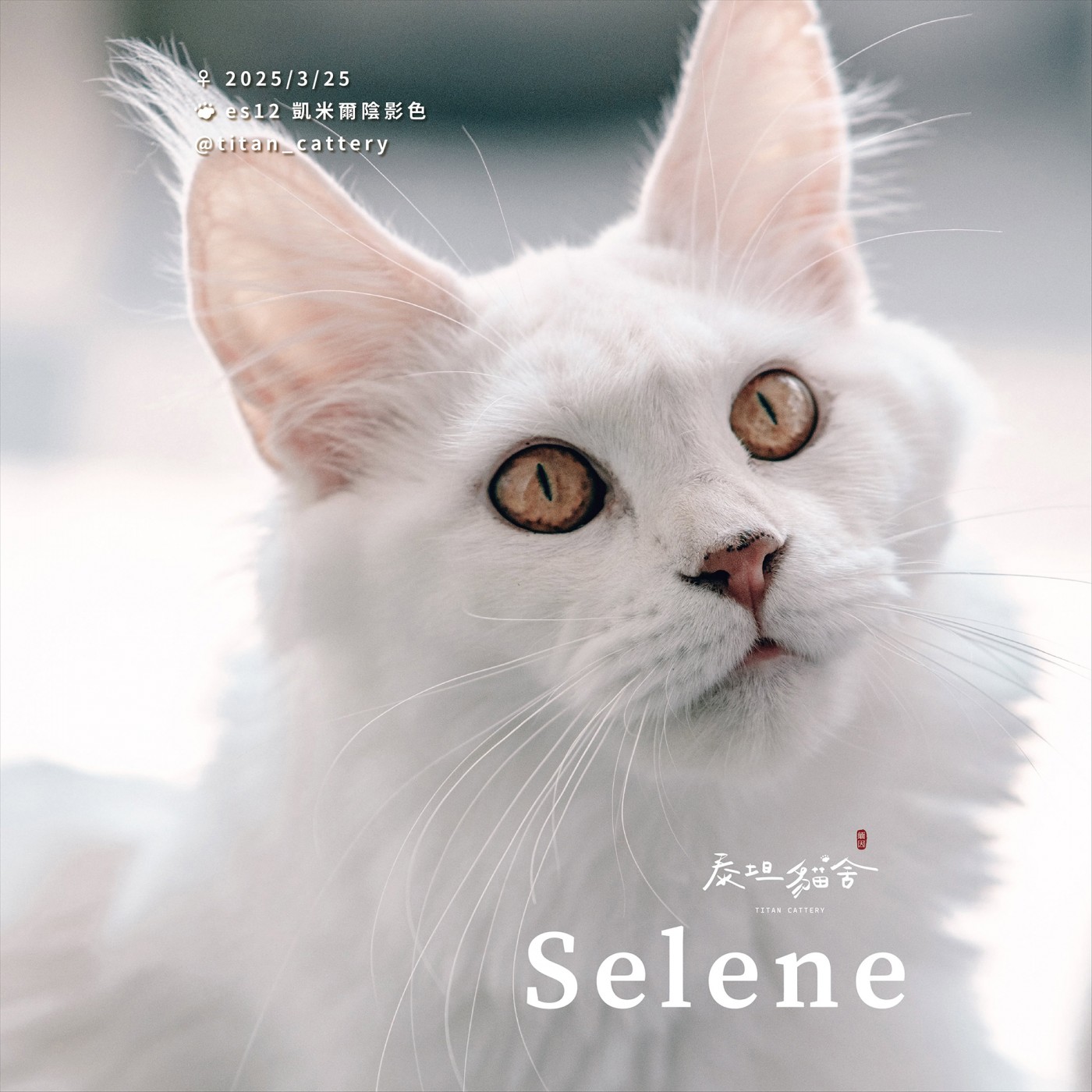 緬因貓種母 Selene es12 紅陰影